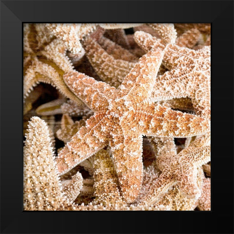 Starfish Beach 2 v2 Black Modern Wood Framed Art Print by Kimberly, Allen