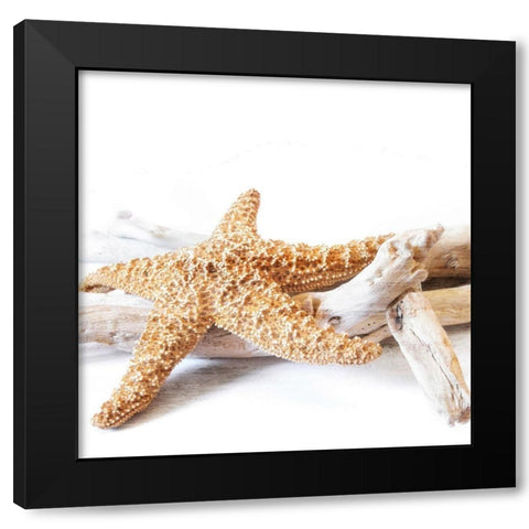 Starfish Beach 4 v2 Black Modern Wood Framed Art Print with Double Matting by Kimberly, Allen