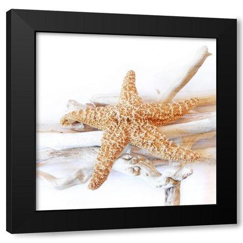 Starfish Beach 5 v2 Black Modern Wood Framed Art Print with Double Matting by Kimberly, Allen
