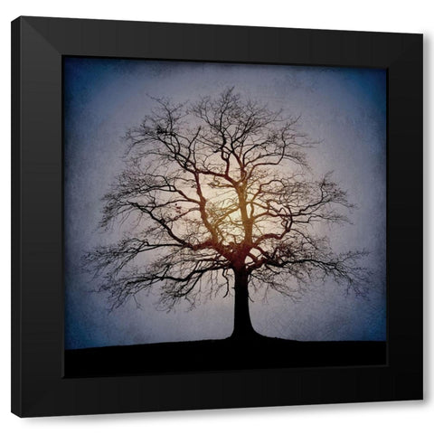 Sunset Tree Black Modern Wood Framed Art Print with Double Matting by Kimberly, Allen