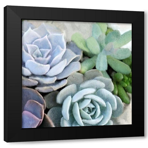 Succulent Garden 2 Black Modern Wood Framed Art Print by Kimberly, Allen