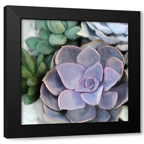 Succulent Garden 3 Black Modern Wood Framed Art Print by Kimberly, Allen