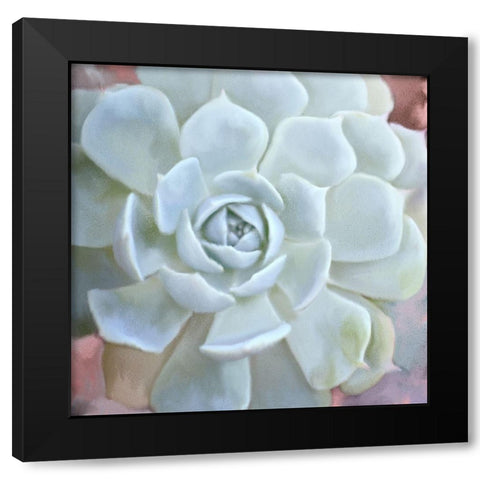 Painted Succulent 2 Black Modern Wood Framed Art Print by Kimberly, Allen
