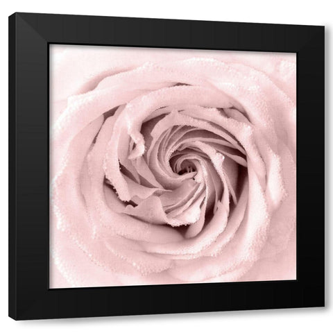 Rose Center 1 Black Modern Wood Framed Art Print by Kimberly, Allen