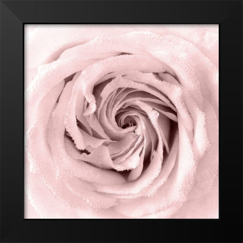 Rose Center 1 Black Modern Wood Framed Art Print by Kimberly, Allen