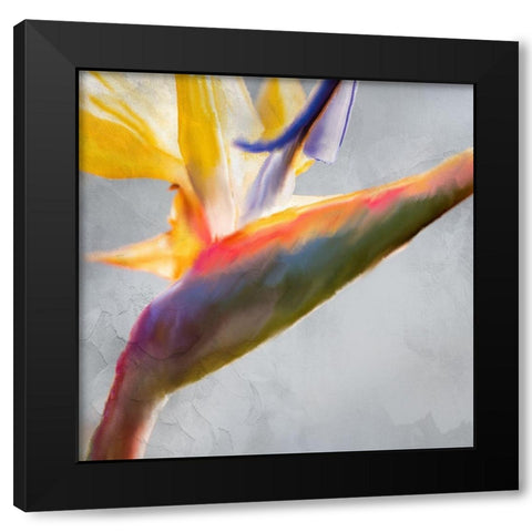 Strelitzia 1 Black Modern Wood Framed Art Print with Double Matting by Kimberly, Allen