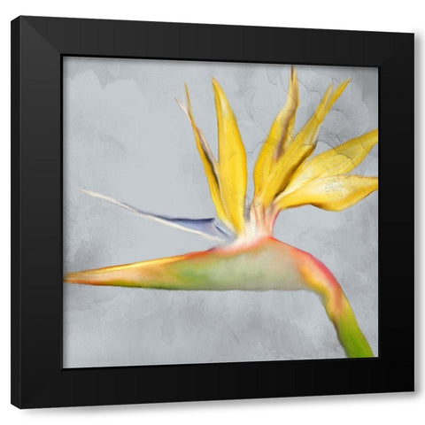 Strelitzia 2 Black Modern Wood Framed Art Print by Kimberly, Allen