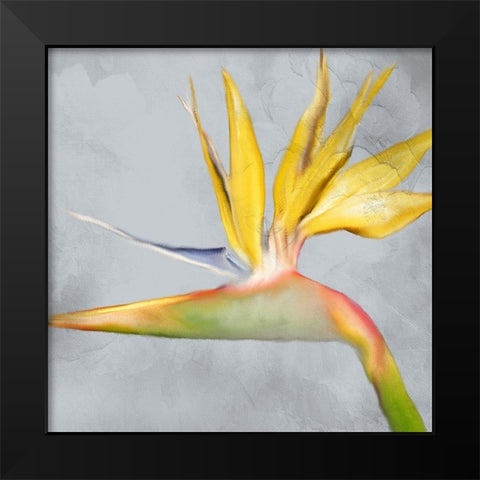 Strelitzia 2 Black Modern Wood Framed Art Print by Kimberly, Allen