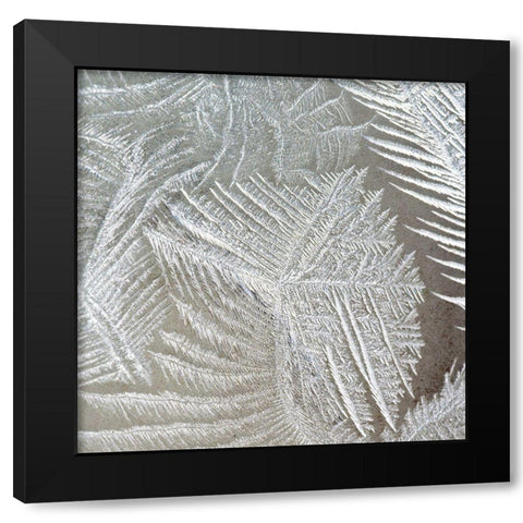 Frosted Fern 1 Black Modern Wood Framed Art Print with Double Matting by Kimberly, Allen