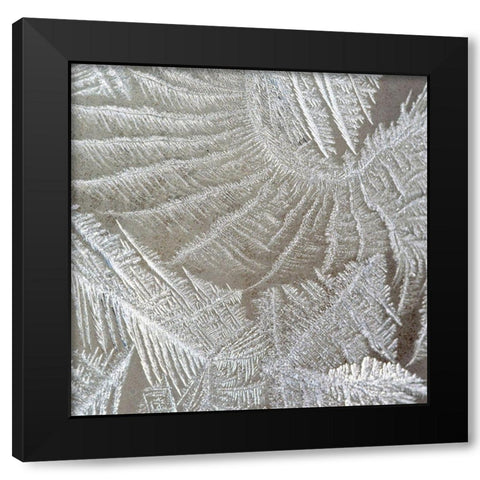 Frosted Fern 2 Black Modern Wood Framed Art Print by Kimberly, Allen