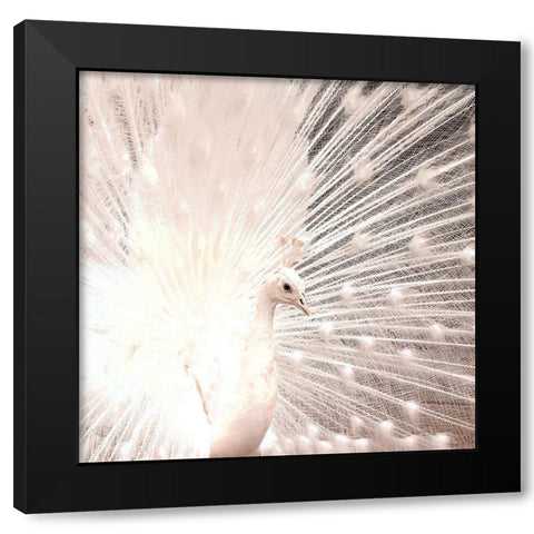 White Peacock Black Modern Wood Framed Art Print with Double Matting by Kimberly, Allen