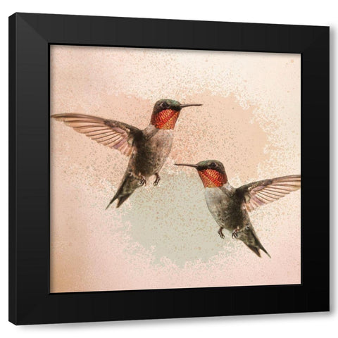 Hummingbird Flight Black Modern Wood Framed Art Print with Double Matting by Kimberly, Allen