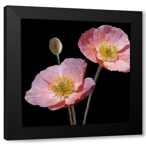 Be Still 2 Black Modern Wood Framed Art Print with Double Matting by Kimberly, Allen