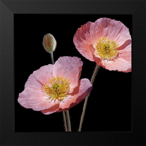 Be Still 2 Black Modern Wood Framed Art Print by Kimberly, Allen