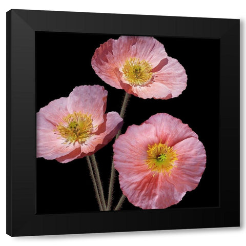 Be Still 3 Black Modern Wood Framed Art Print with Double Matting by Kimberly, Allen