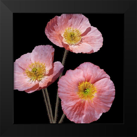 Be Still 3 Black Modern Wood Framed Art Print by Kimberly, Allen