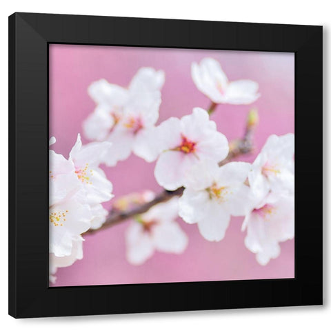 Blossoms Paris 3 Black Modern Wood Framed Art Print with Double Matting by Kimberly, Allen