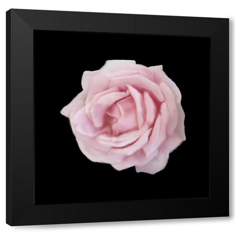 Perfume Roses 2 Black Modern Wood Framed Art Print by Allen, Kimberly