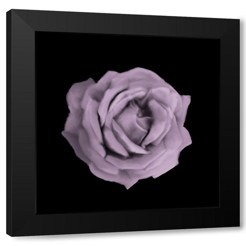 Perfume Roses 3 Black Modern Wood Framed Art Print by Allen, Kimberly