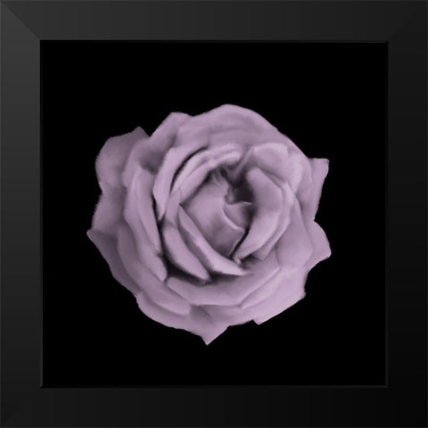 Perfume Roses 3 Black Modern Wood Framed Art Print by Allen, Kimberly