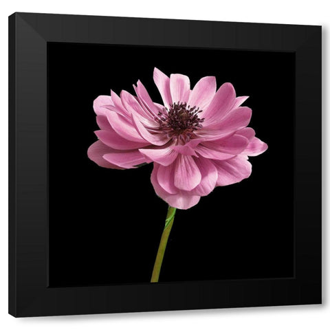 Pink Paris 2 Black Modern Wood Framed Art Print with Double Matting by Allen, Kimberly