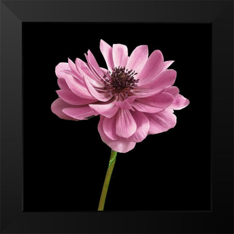 Pink Paris 2 Black Modern Wood Framed Art Print by Allen, Kimberly