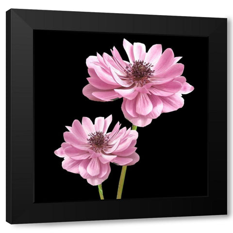 He Heals Blossoms 3 Black Modern Wood Framed Art Print with Double Matting by Allen, Kimberly