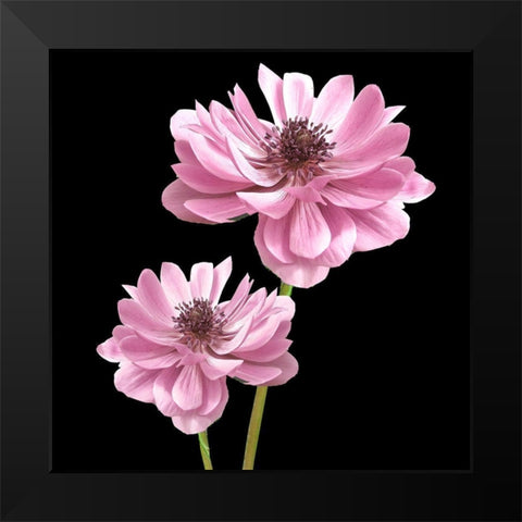 He Heals Blossoms 3 Black Modern Wood Framed Art Print by Allen, Kimberly