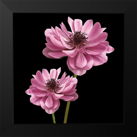 Pink Paris 3 Black Modern Wood Framed Art Print by Allen, Kimberly