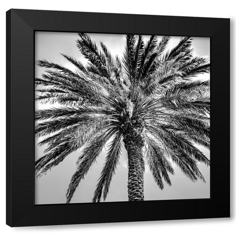 Under the Palm Black Modern Wood Framed Art Print with Double Matting by Allen, Kimberly