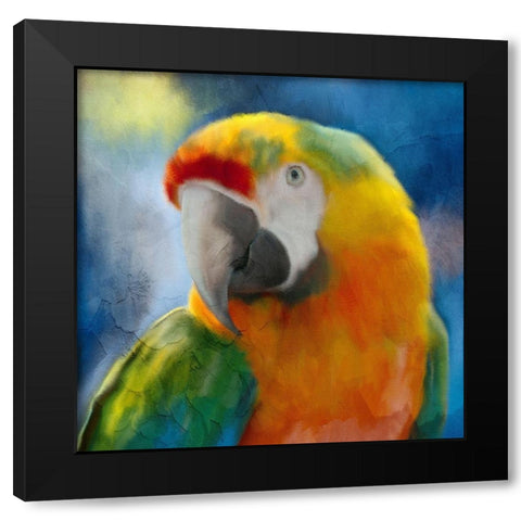 Parrot Love Black Modern Wood Framed Art Print by Allen, Kimberly