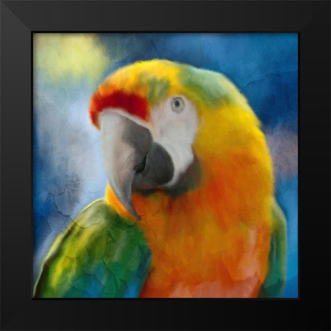 Parrot Love Black Modern Wood Framed Art Print by Allen, Kimberly