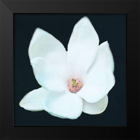 Magnolia 2 Black Modern Wood Framed Art Print by Allen, Kimberly