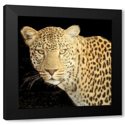 Refuge Leopard 2 V2 Black Modern Wood Framed Art Print with Double Matting by Allen, Kimberly