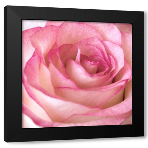 Strength Rose 2 Black Modern Wood Framed Art Print with Double Matting by Allen, Kimberly