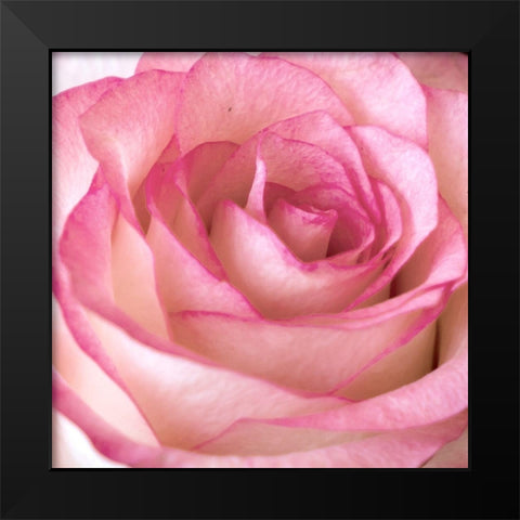 Strength Rose 2 Black Modern Wood Framed Art Print by Allen, Kimberly