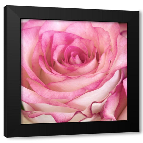 Strength Rose 3 Black Modern Wood Framed Art Print by Allen, Kimberly