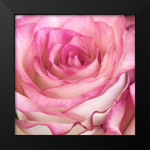 Strength Rose 3 Black Modern Wood Framed Art Print by Allen, Kimberly