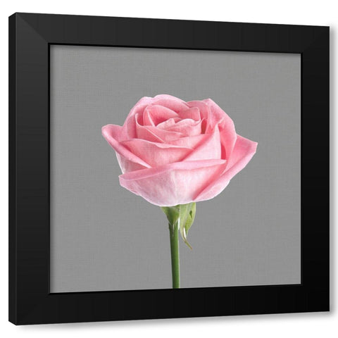 Trust Rose 3 Black Modern Wood Framed Art Print by Allen, Kimberly