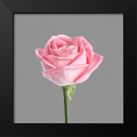 Trust Rose 3 Black Modern Wood Framed Art Print by Allen, Kimberly