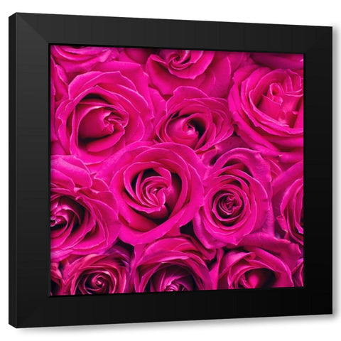 Paris Rose 3 Black Modern Wood Framed Art Print by Allen, Kimberly