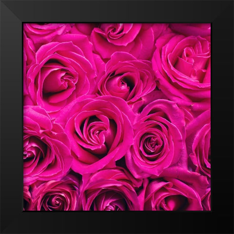 Paris Rose 3 Black Modern Wood Framed Art Print by Allen, Kimberly