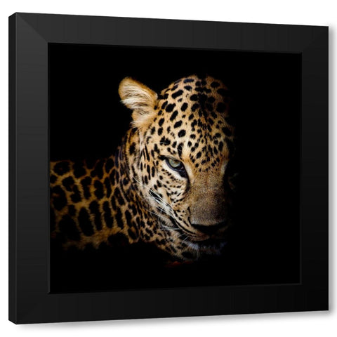 Faith Leopard 1 Black Modern Wood Framed Art Print with Double Matting by Allen, Kimberly