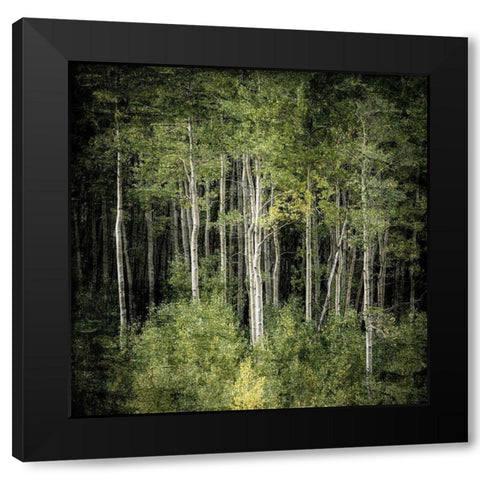Forest Green Birches Black Modern Wood Framed Art Print with Double Matting by Allen, Kimberly
