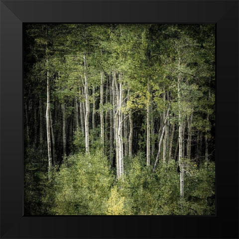 Forest Green Birches Black Modern Wood Framed Art Print by Allen, Kimberly