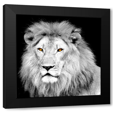 King Black Modern Wood Framed Art Print with Double Matting by Allen, Kimberly