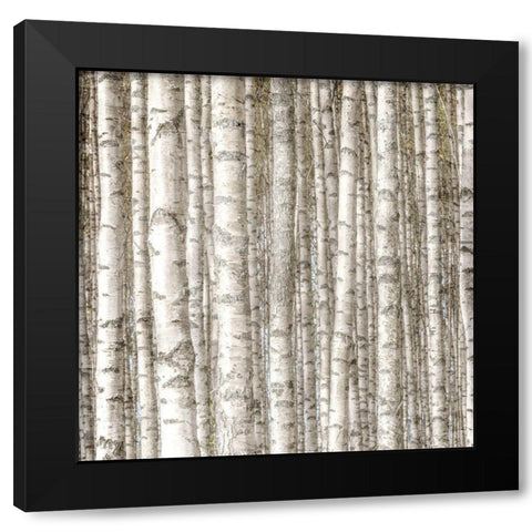Birch Forest Black Modern Wood Framed Art Print by Allen, Kimberly
