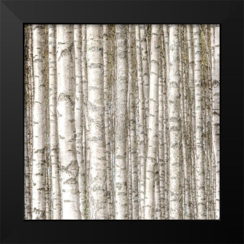 Birch Forest Black Modern Wood Framed Art Print by Allen, Kimberly
