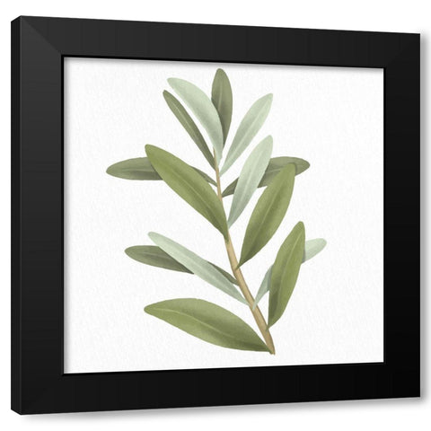 Olive Branch 1 Black Modern Wood Framed Art Print by Allen, Kimberly