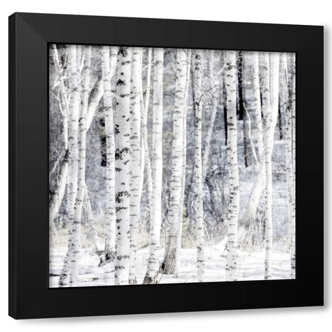 Aspen Snow 1 Black Modern Wood Framed Art Print with Double Matting by Allen, Kimberly